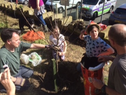 Planting a community orchard