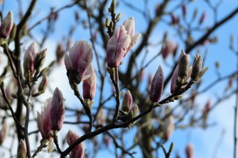 Magnolia in bloom - March 2019